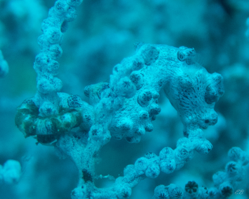 Pygmy Seahorse — seen at this dive site