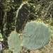 Texas Pricklypear - Photo (c) andrewalmonte, all rights reserved