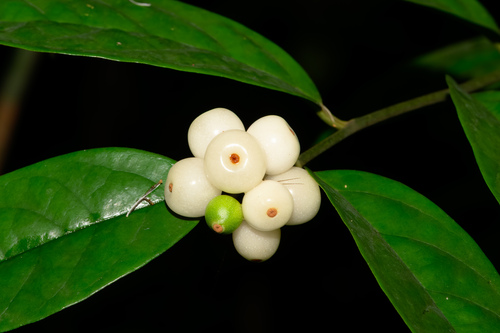 Stemonuraceae
