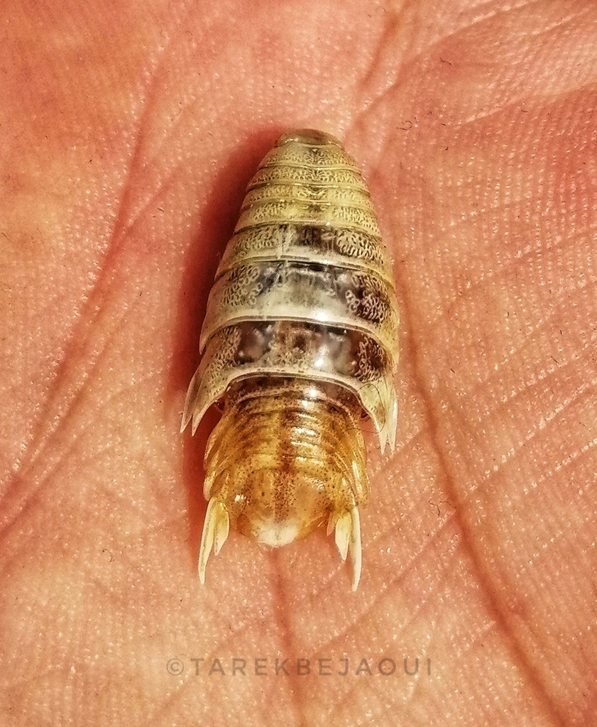 Fish Isopods from Lac de Bizerte on July 1, 2022 at 11:52 AM by Tarek ...