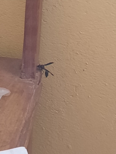 Black Mud Wasp