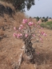 Desert Rose - Photo (c) Eloïse Rochat, all rights reserved, uploaded by Eloïse Rochat