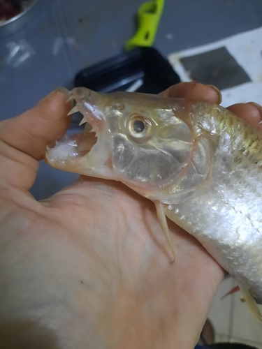 Striped Tigerfish