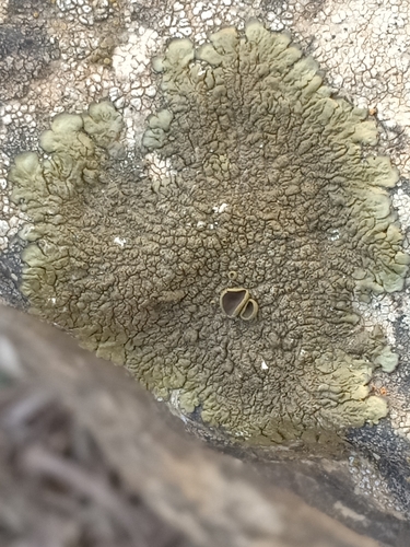 Xanthoparmelia pulla