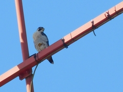 Falco peregrinus image
