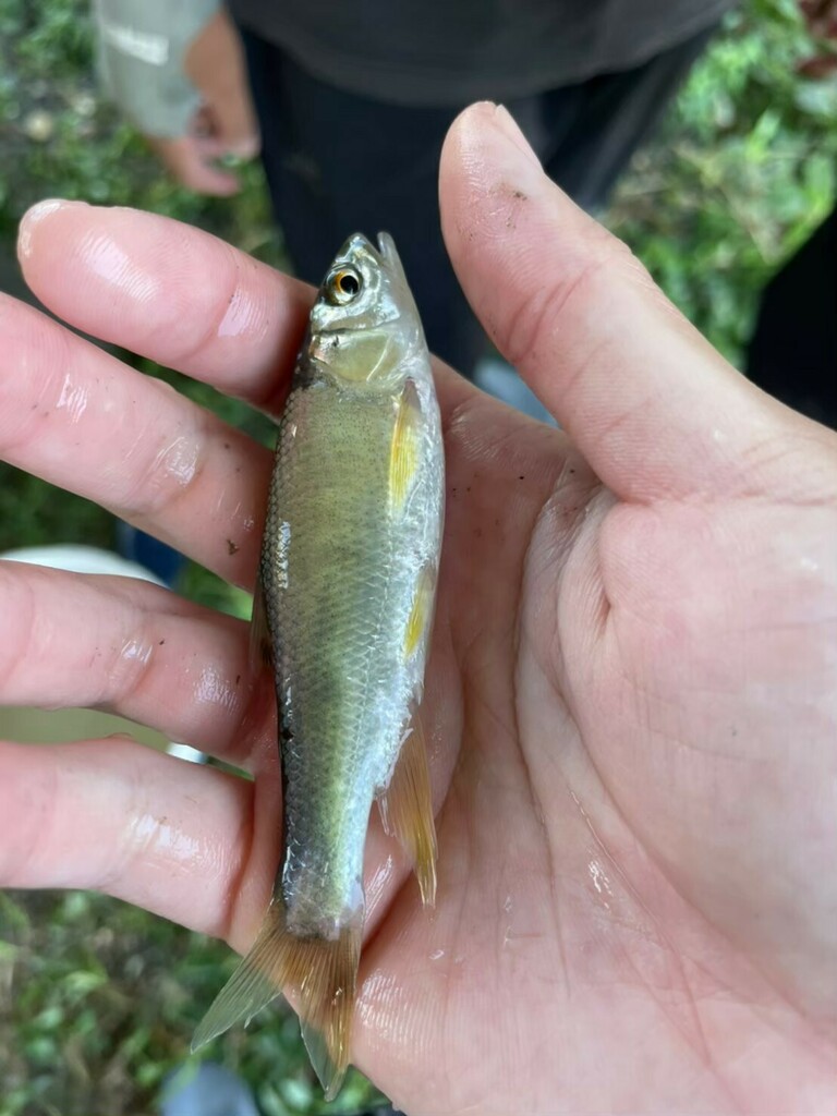 Pale Chub from 970台灣花蓮縣花蓮市尚志橋 on August 14, 2022 at 10:00 AM by 楊秉擇 ...