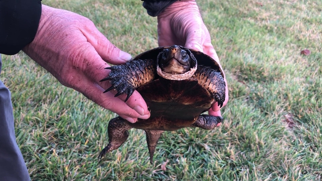 Western Pond Turtle from Petaluma, CA 94952, USA on December 14, 2022 ...