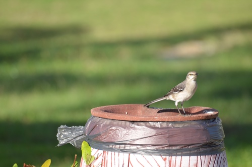 Northern Mockingbird