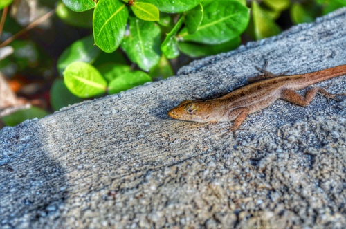 Brown Anole