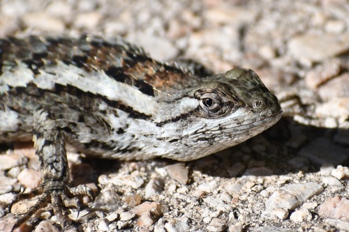 Texas Spiny Lizard (Sceloporus olivaceus) · iNaturalist