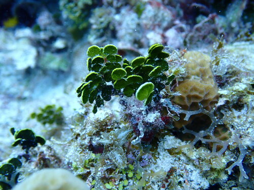 Halimeda scabra