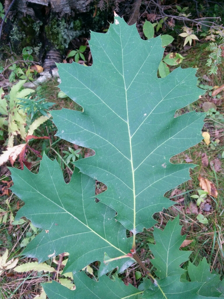 Is Northern Red Oak Poisonous
