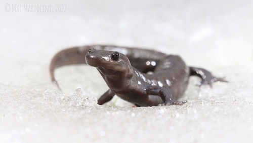 Jefferson Salamander