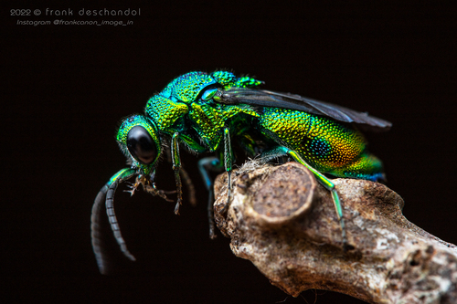 Christaderius Insect Chrysis gheudei · iNaturalist