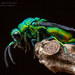 Chrysis gheudei - Photo (c) Frank Deschandol, כל הזכויות שמורות, הועלה על ידי Frank Deschandol