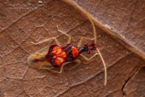 Genus Chamus · iNaturalist