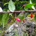 Sphyrospermum grandifolium - Photo (c) Kabir Montesinos, todos los derechos reservados, subido por Kabir Montesinos