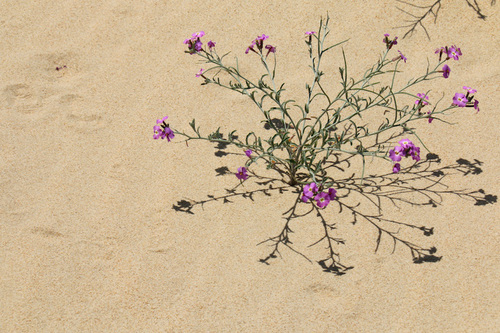 Sand Stock