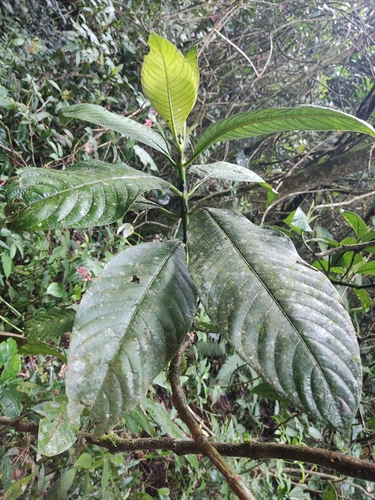 Palicourea grandiflora · iNaturalist Mexico