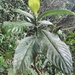 Palicourea grandiflora - Photo (c) ANDERSON YESID GUTIERREZ SOLARTE, todos los derechos reservados, subido por ANDERSON YESID GUTIERREZ SOLARTE