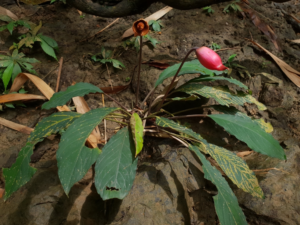 Rhynchopyle elongata · iNaturalist