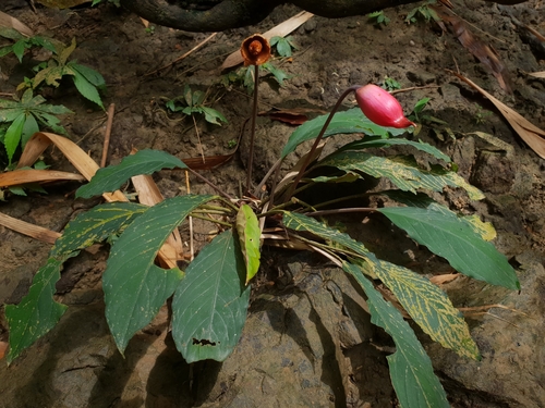 熱帯植物　Rhyncophile elongata Kalimantan Rhynchopyle elongata · iNaturalist