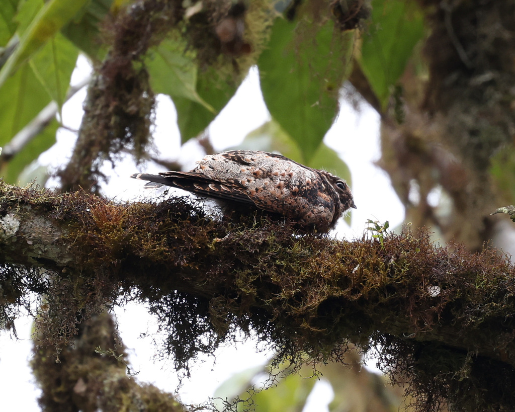 Rufous-bellied Nighthawk photo