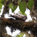 Rufous-bellied Nighthawk - Photo (c) LostInCR, all rights reserved, uploaded by LostInCR