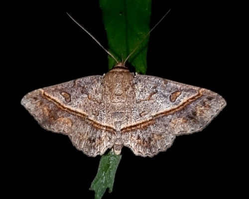 Antiblemma acclinalis