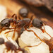 Myrmica fracticornis - Photo (c) Steven Wang, all rights reserved, uploaded by Steven Wang