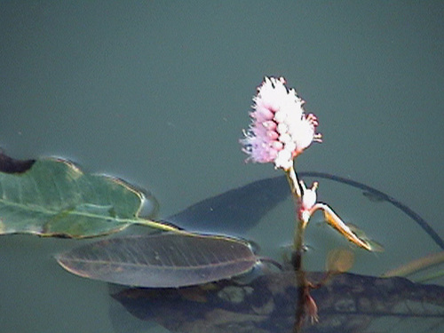 Flanged Smartweed