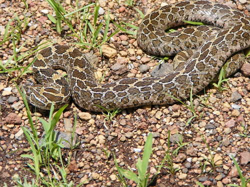 Mexican Lancehead Rattlesnake