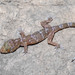 Lauhachinda's Cave Gecko - Photo (c) Natthaphat Chotjuckdikul, all rights reserved, uploaded by Natthaphat Chotjuckdikul