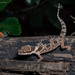 Angled Forest Gecko - Photo (c) Natthaphat Chotjuckdikul, all rights reserved, uploaded by Natthaphat Chotjuckdikul