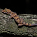 Cardamon Forest Gecko - Photo (c) Natthaphat Chotjuckdikul, all rights reserved, uploaded by Natthaphat Chotjuckdikul