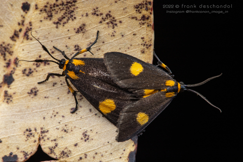 Lophocera flavipuncta