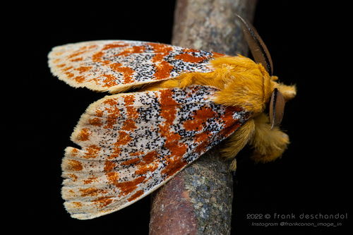 Mpanjaka gentilis
