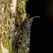 Belbina madagascariensis - Photo (c) Frank Deschandol, all rights reserved, uploaded by Frank Deschandol