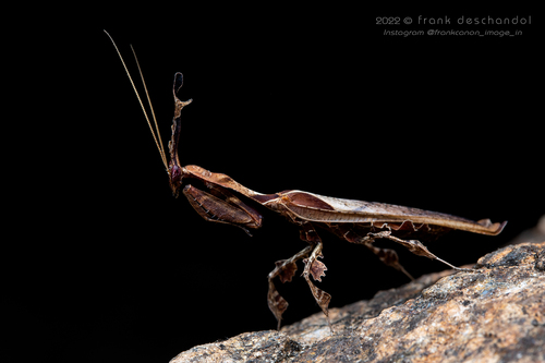 Common Ghost Mantis