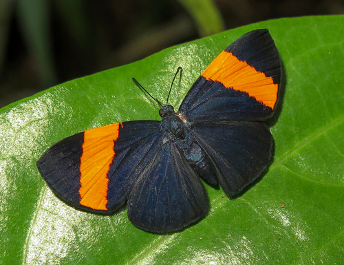 Symmachia triangularis