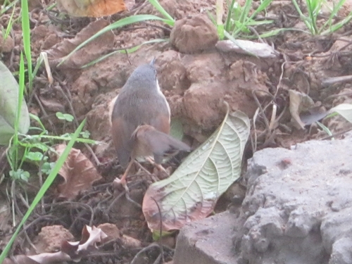 Ashy Prinia