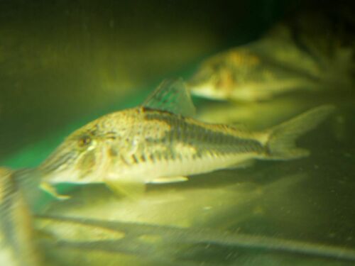 Corydoras fowleri photo