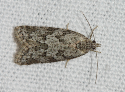 Cnephasia cupressivorana (Staudinger, 1871)