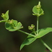 Euphorbia floridana - Photo (c) Jay L. Keller, όλα τα δικαιώματα διατηρούνται, uploaded by Jay L. Keller