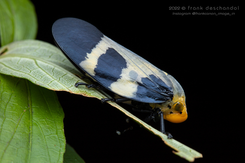 Giant Malagasy Raintree Spittlebug