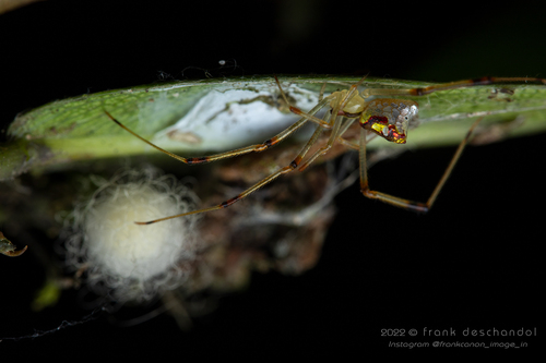 Thwaitesia pulcherrima