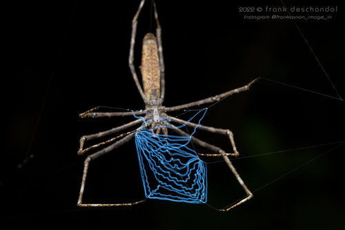 Asianopis madagascariensis