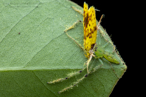 Diplotychus longulus