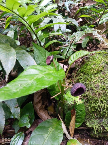 Dorstenia urceolata