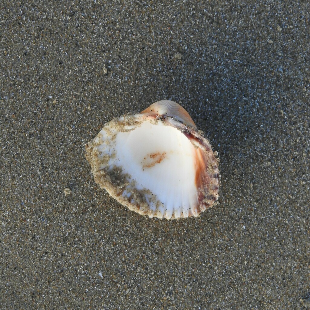 Common Cockle from Weymouth, UK on December 7, 2022 at 08:51 AM by ...